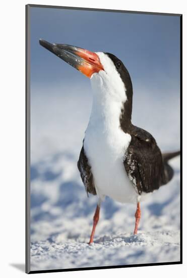 Black Skimmer, Gulf of Mexico, Florida-Maresa Pryor-Mounted Photographic Print