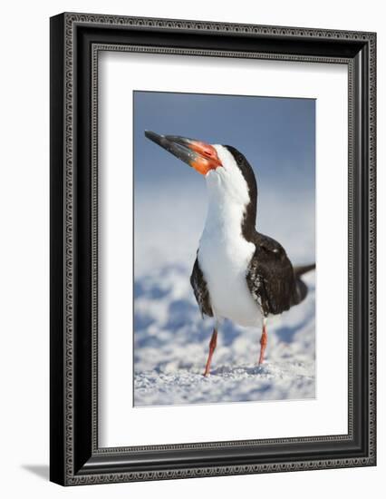 Black Skimmer, Gulf of Mexico, Florida-Maresa Pryor-Framed Photographic Print