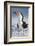 Black Skimmer, Gulf of Mexico, Florida-Maresa Pryor-Framed Photographic Print