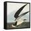 Black Skimmer or Shearwater. Black Skimmer (Rynchops Niger), from 'The Birds of America'-John James Audubon-Framed Premier Image Canvas