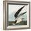 Black Skimmer or Shearwater. Black Skimmer (Rynchops Niger), from 'The Birds of America'-John James Audubon-Framed Giclee Print