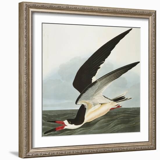 Black Skimmer or Shearwater. Black Skimmer (Rynchops Niger), from 'The Birds of America'-John James Audubon-Framed Giclee Print