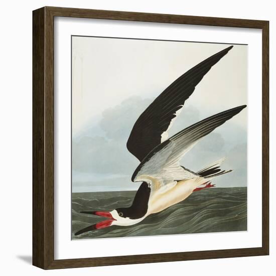 Black Skimmer or Shearwater. Black Skimmer (Rynchops Niger), from 'The Birds of America'-John James Audubon-Framed Giclee Print