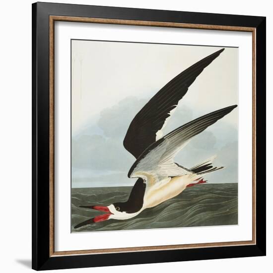 Black Skimmer or Shearwater. Black Skimmer (Rynchops Niger), from 'The Birds of America'-John James Audubon-Framed Giclee Print