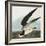 Black Skimmer or Shearwater. Black Skimmer (Rynchops Niger), from 'The Birds of America'-John James Audubon-Framed Giclee Print