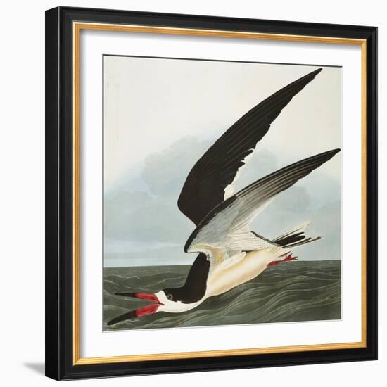 Black Skimmer or Shearwater. Black Skimmer (Rynchops Niger), from 'The Birds of America'-John James Audubon-Framed Giclee Print