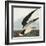 Black Skimmer or Shearwater. Black Skimmer (Rynchops Niger), from 'The Birds of America'-John James Audubon-Framed Premium Giclee Print