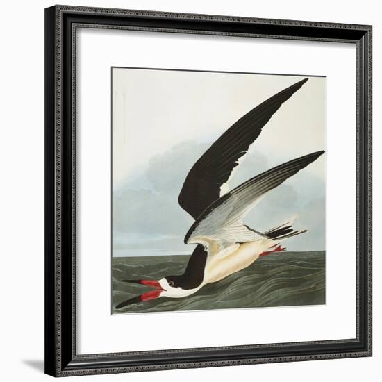 Black Skimmer or Shearwater. Black Skimmer (Rynchops Niger), from 'The Birds of America'-John James Audubon-Framed Premium Giclee Print