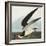 Black Skimmer or Shearwater. Black Skimmer (Rynchops Niger), from 'The Birds of America'-John James Audubon-Framed Premium Giclee Print