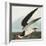 Black Skimmer or Shearwater. Black Skimmer (Rynchops Niger), from 'The Birds of America'-John James Audubon-Framed Premium Giclee Print