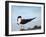 Black Skimmer Preening on Beach, Gulf of Mexico, Florida-Maresa Pryor-Framed Photographic Print