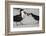 Black Skimmer Protecting Minnow from Others, Gulf of Mexico, Florida-Maresa Pryor-Framed Photographic Print