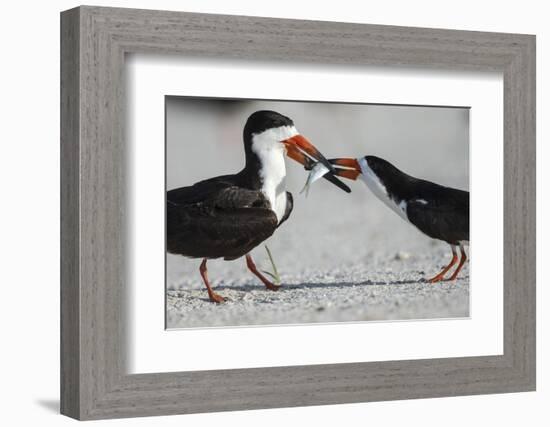 Black Skimmer Protecting Minnow from Others, Gulf of Mexico, Florida-Maresa Pryor-Framed Photographic Print