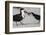 Black Skimmer Protecting Minnow from Others, Gulf of Mexico, Florida-Maresa Pryor-Framed Photographic Print