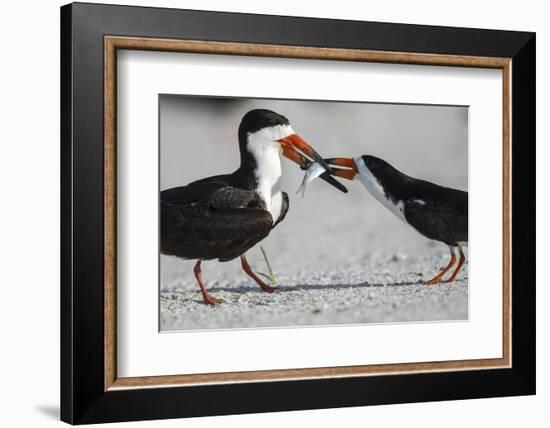 Black Skimmer Protecting Minnow from Others, Gulf of Mexico, Florida-Maresa Pryor-Framed Photographic Print