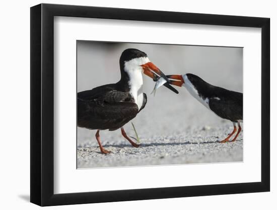 Black Skimmer Protecting Minnow from Others, Gulf of Mexico, Florida-Maresa Pryor-Framed Photographic Print