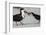 Black Skimmer Protecting Minnow from Others, Gulf of Mexico, Florida-Maresa Pryor-Framed Photographic Print