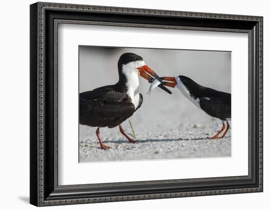 Black Skimmer Protecting Minnow from Others, Gulf of Mexico, Florida-Maresa Pryor-Framed Photographic Print