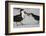 Black Skimmer Protecting Minnow from Others, Gulf of Mexico, Florida-Maresa Pryor-Framed Photographic Print