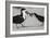 Black Skimmer Protecting Minnow from Others, Gulf of Mexico, Florida-Maresa Pryor-Framed Photographic Print