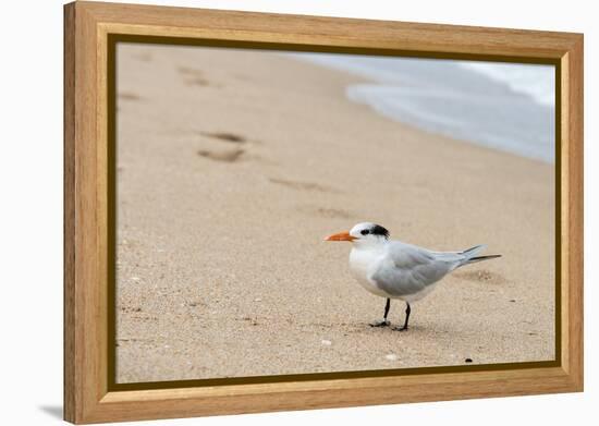 Black skimmer (Rynchops niger) on beach-null-Framed Premier Image Canvas