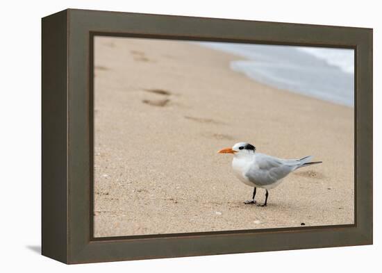 Black skimmer (Rynchops niger) on beach-null-Framed Premier Image Canvas