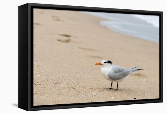 Black skimmer (Rynchops niger) on beach-null-Framed Premier Image Canvas