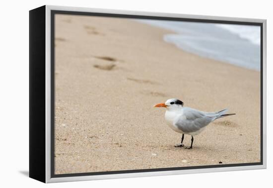 Black skimmer (Rynchops niger) on beach-null-Framed Premier Image Canvas