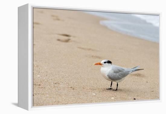 Black skimmer (Rynchops niger) on beach-null-Framed Premier Image Canvas