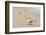 Black skimmer (Rynchops niger) on beach-null-Framed Photographic Print