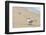 Black skimmer (Rynchops niger) on beach-null-Framed Photographic Print