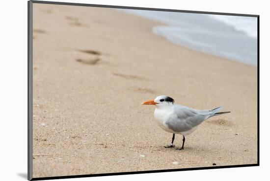 Black skimmer (Rynchops niger) on beach-null-Mounted Photographic Print