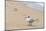 Black skimmer (Rynchops niger) on beach-null-Mounted Photographic Print