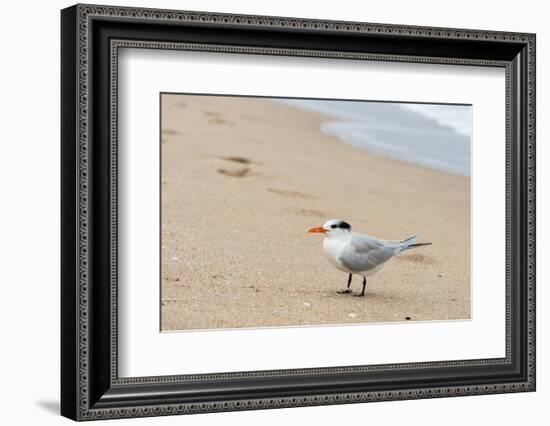 Black skimmer (Rynchops niger) on beach-null-Framed Photographic Print