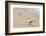 Black skimmer (Rynchops niger) on beach-null-Framed Photographic Print