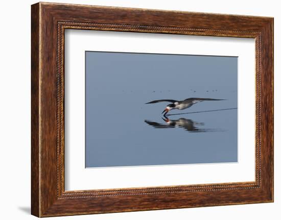 Black skimmer skimming for a meal-Ken Archer-Framed Photographic Print