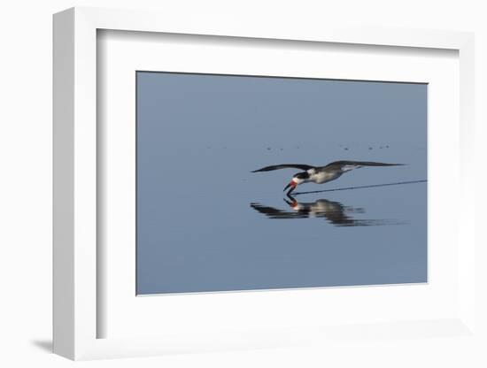 Black skimmer skimming for a meal-Ken Archer-Framed Photographic Print