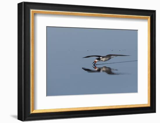 Black skimmer skimming for a meal-Ken Archer-Framed Photographic Print