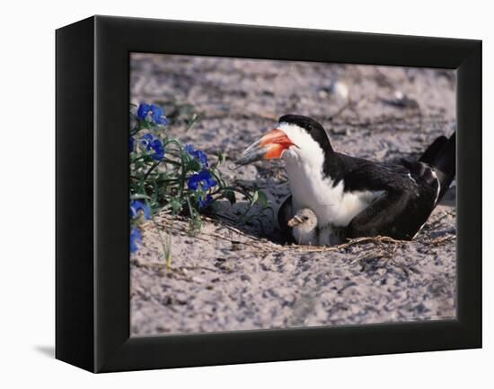 Black Skimmer, Texas, USA-Dee Ann Pederson-Framed Premier Image Canvas