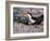 Black Skimmer, Texas, USA-Dee Ann Pederson-Framed Photographic Print