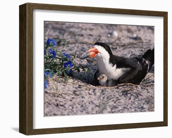 Black Skimmer, Texas, USA-Dee Ann Pederson-Framed Photographic Print