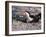 Black Skimmer, Texas, USA-Dee Ann Pederson-Framed Photographic Print