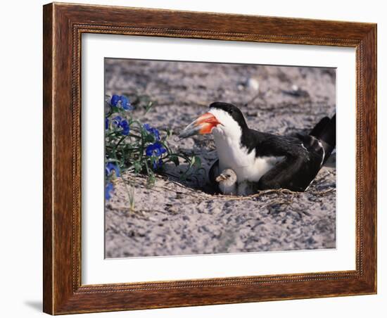 Black Skimmer, Texas, USA-Dee Ann Pederson-Framed Photographic Print