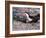 Black Skimmer, Texas, USA-Dee Ann Pederson-Framed Photographic Print