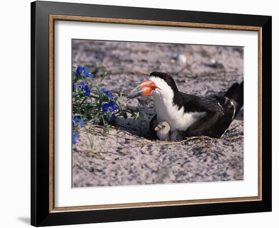 Black Skimmer, Texas, USA-Dee Ann Pederson-Framed Photographic Print