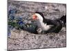 Black Skimmer, Texas, USA-Dee Ann Pederson-Mounted Photographic Print