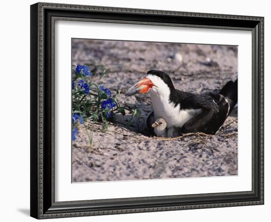 Black Skimmer, Texas, USA-Dee Ann Pederson-Framed Photographic Print