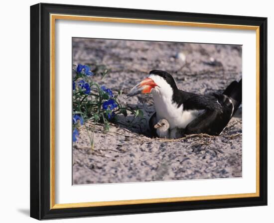 Black Skimmer, Texas, USA-Dee Ann Pederson-Framed Photographic Print