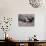 Black Skimmer, Texas, USA-Dee Ann Pederson-Photographic Print displayed on a wall