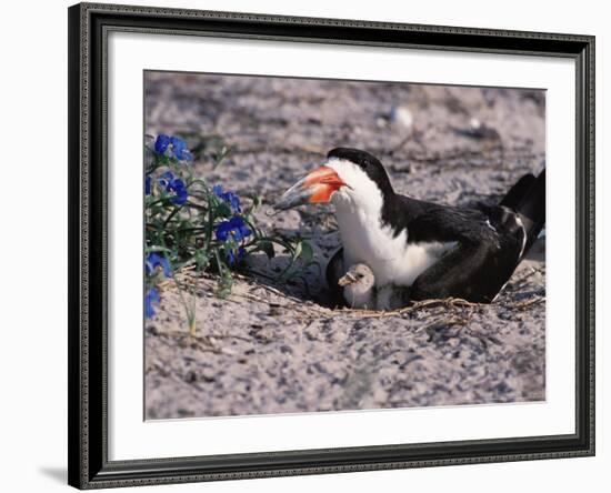 Black Skimmer, Texas, USA-Dee Ann Pederson-Framed Photographic Print